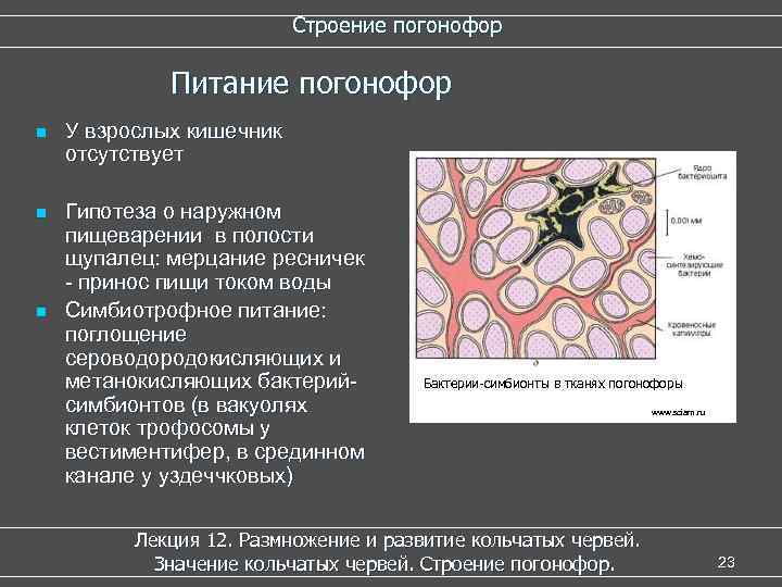 Строение погонофор Питание погонофор n У взрослых кишечник отсутствует n Гипотеза о наружном пищеварении