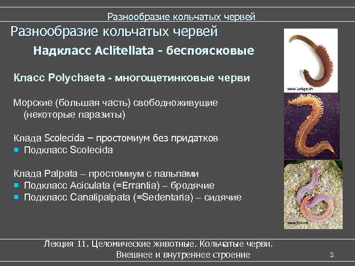 Разнообразие кольчатых червей Надкласс Aclitellata - беспоясковые Класс Polychaeta - многощетинковые черви www. .