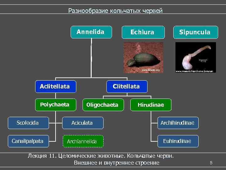Разнообразие кольчатых червей Аnnelida Echiura Sipuncula www. tolweb. org Асlitellata Polychaeta www. maastrichian. home.