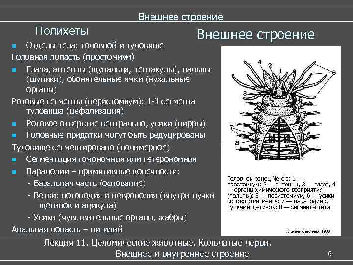 Внешнее строение Полихеты Внешнее строение Отделы тела: головной и туловище Головная лопасть (простомиум) n