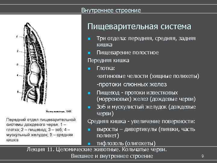 Внутреннее строение Пищеварительная система Три отдела: передняя, средняя, задняя кишка n Пищеварение полостное Передняя