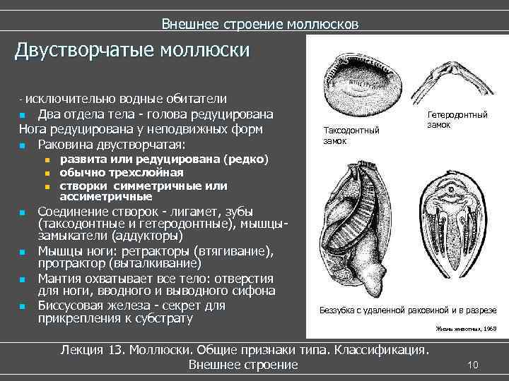 Внешнее строение моллюсков Двустворчатые моллюски - исключительно водные обитатели n Два отдела тела -