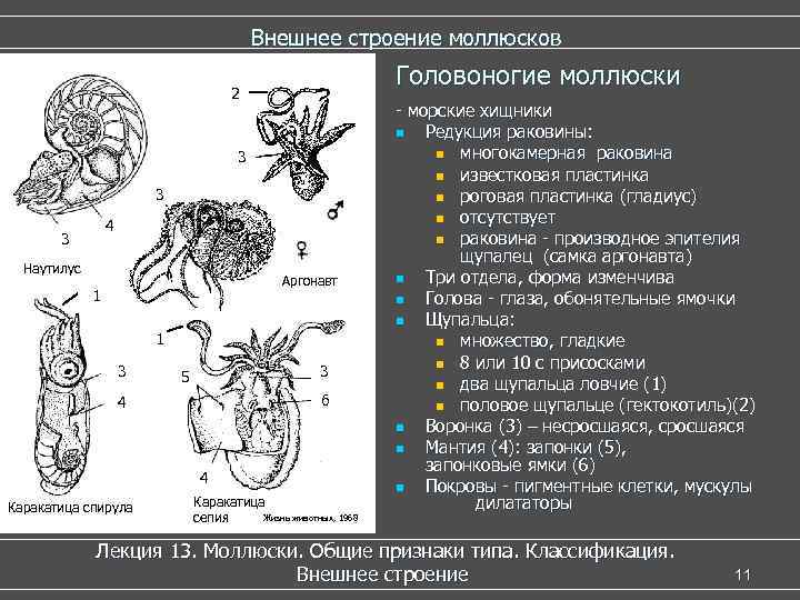 Внешнее строение моллюсков Головоногие моллюски 2 3 3 4 3 Наутилус Аргонавт 1 1