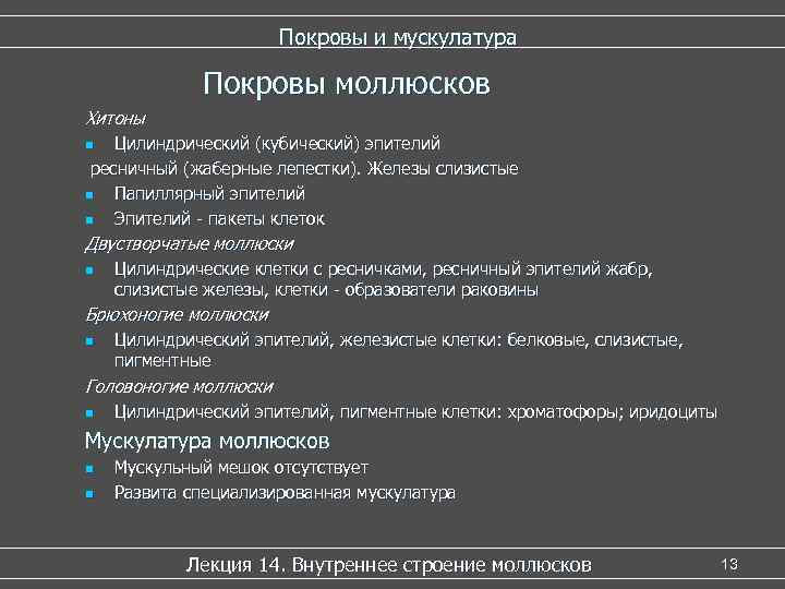 Покровы и мускулатура Покровы моллюсков Хитоны Цилиндрический (кубический) эпителий ресничный (жаберные лепестки). Железы слизистые