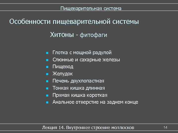 Пищеварительная система Особенности пищеварительной системы Хитоны - фитофаги n n n n Глотка с
