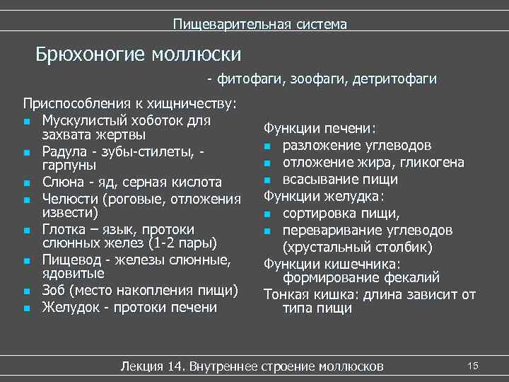 Пищеварительная система Брюхоногие моллюски - фитофаги, зоофаги, детритофаги Приспособления к хищничеству: n Мускулистый хоботок