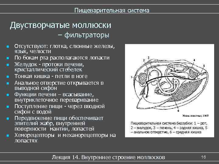 Пищеварительная система Двустворчатые моллюски – фильтраторы n n n n n Отсутствуют: глотка, слюнные
