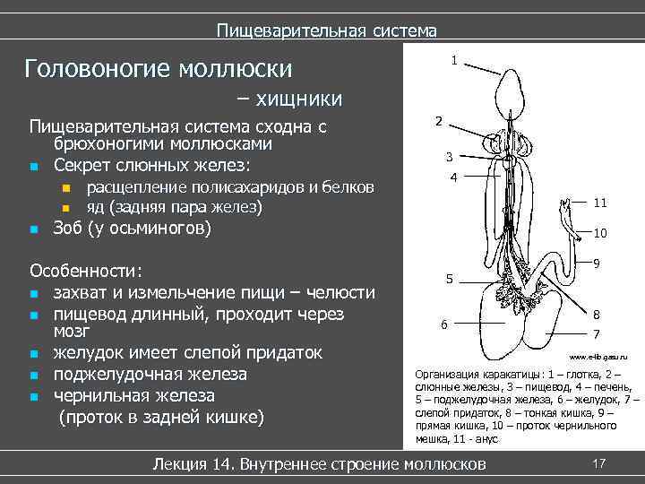 Пищеварительная система Головоногие моллюски 1 – хищники Пищеварительная система сходна с брюхоногими моллюсками n