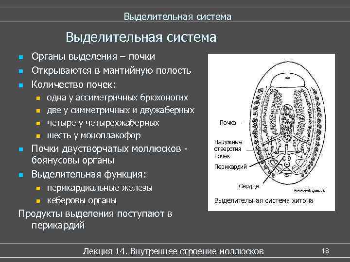 Выделительная система n n n Органы выделения – почки Открываются в мантийную полость Количество
