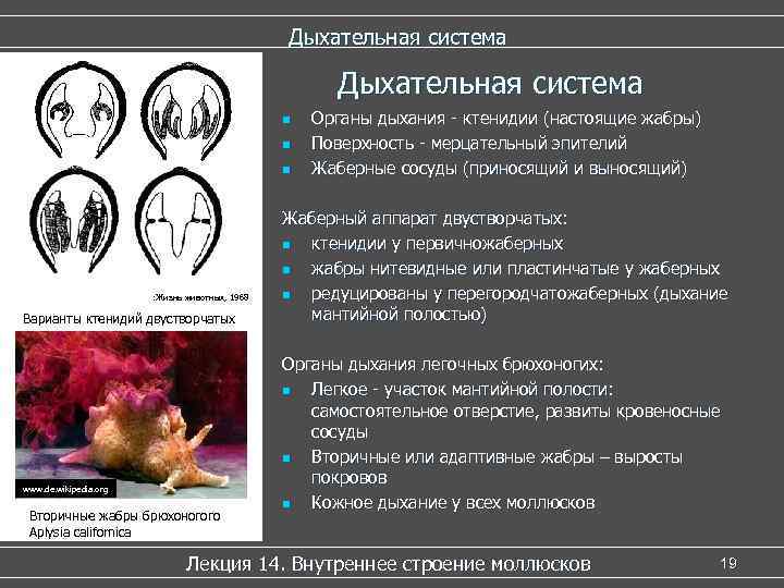 Дыхательная система n n n : Жизнь животных, 1968 Варианты ктенидий двустворчатых www. de.