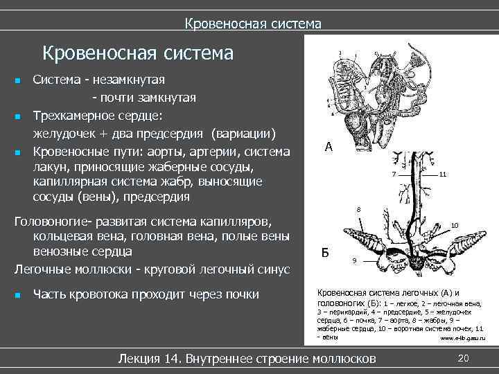 Кровеносная система n n n Система - незамкнутая - почти замкнутая Трехкамерное сердце: желудочек