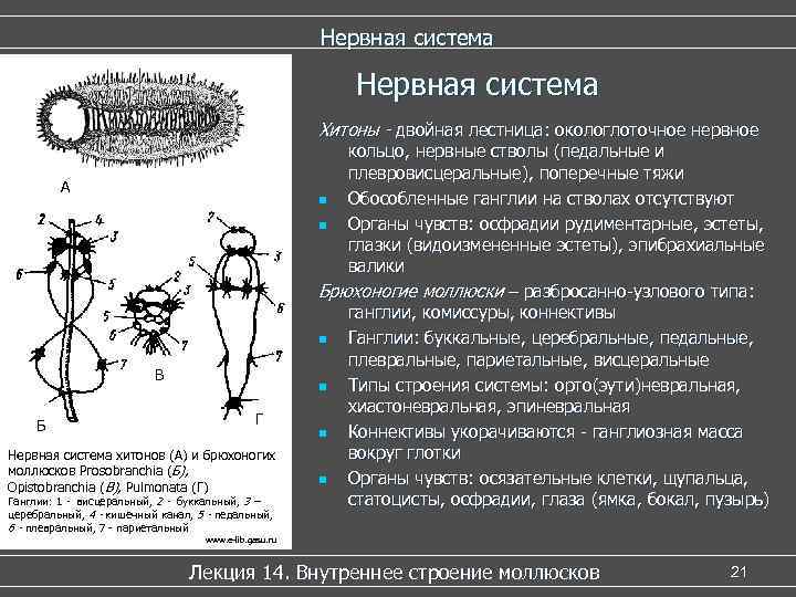 Нервная система Хитоны - двойная лестница: окологлоточное нервное А В Б Г Нервная система