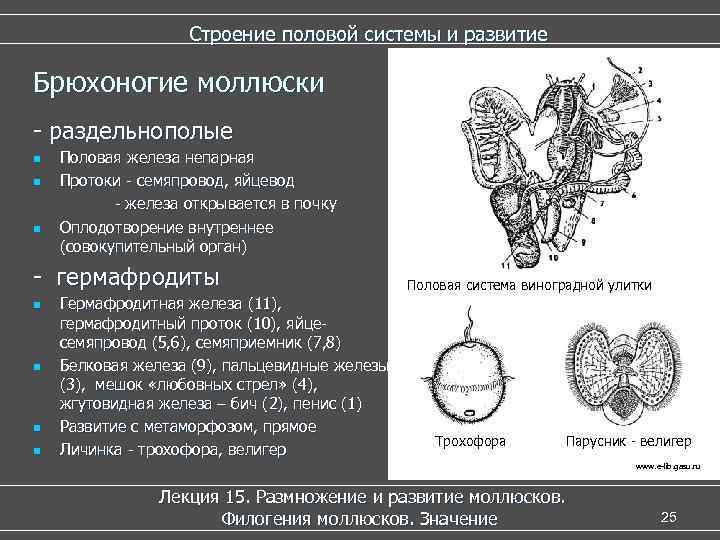 Строение половой системы и развитие Брюхоногие моллюски - раздельнополые n n n Половая железа