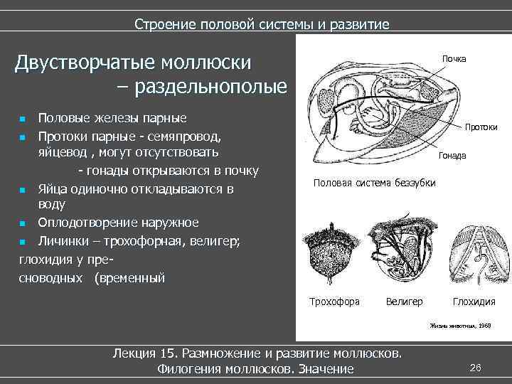 Строение половой системы и развитие Двустворчатые моллюски – раздельнополые Половые железы парные n Протоки