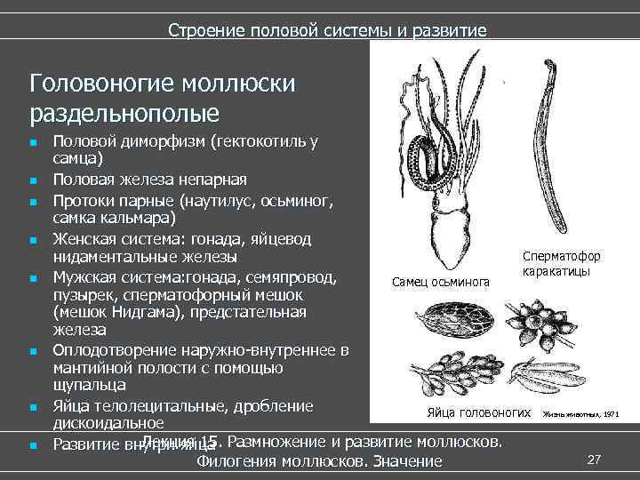 Строение половой системы и развитие Головоногие моллюски раздельнополые n n n n Половой диморфизм