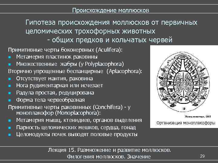 Происхождение моллюсков Гипотеза происхождения моллюсков от первичных целомических трохофорных животных - общих предков и