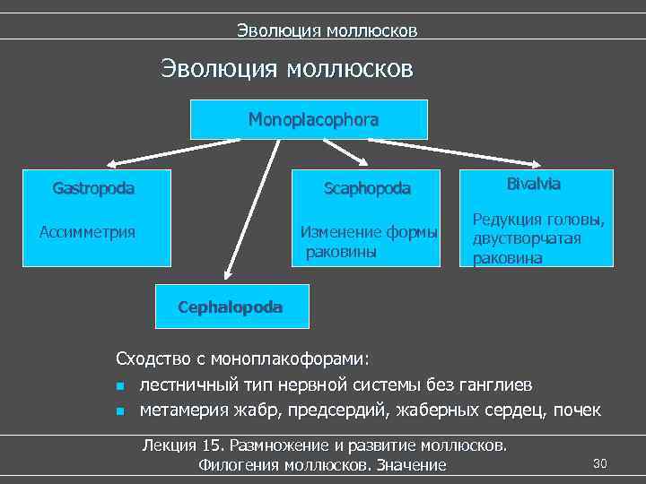 Эволюция моллюсков Monoplacophora Gastropoda Scaphopoda Изменение формы раковины Ассимметрия Bivalvia Редукция головы, двустворчатая раковина