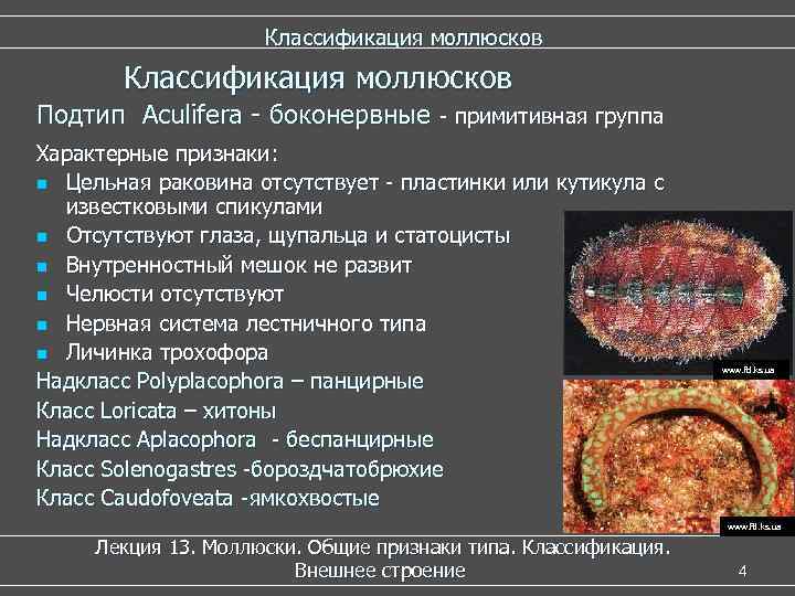 Классификация моллюсков Подтип Aculifera - боконервные - примитивная группа Характерные признаки: n Цельная раковина