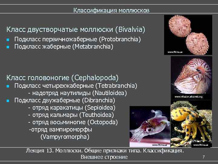 Классификация моллюсков Класс двустворчатые моллюски (Bivalvia) n n Подкласс первичножаберные (Protobranchia) Подкласс жаберные (Metabranchia)