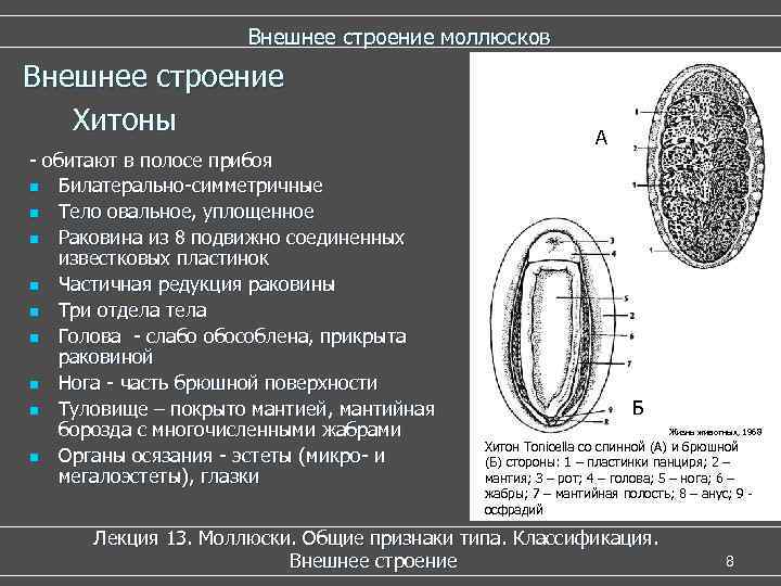 Внешнее строение моллюсков Внешнее строение Хитоны - обитают в полосе прибоя n Билатерально-симметричные n