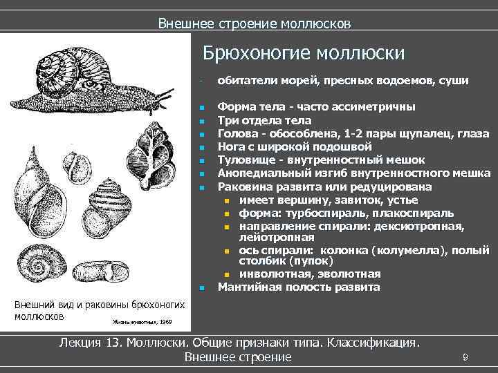 Внешнее строение моллюсков Брюхоногие моллюски n n n n обитатели морей, пресных водоемов, суши
