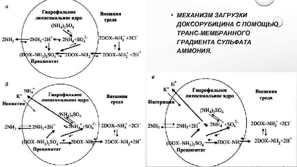  • МЕХАНИЗМ ЗАГРУЗКИ ДОКСОРУБИЦИНА С ПОМОЩЬЮ ТРАНС-МЕМБРАННОГО ГРАДИЕНТА СУЛЬФАТА АММОНИЯ. 