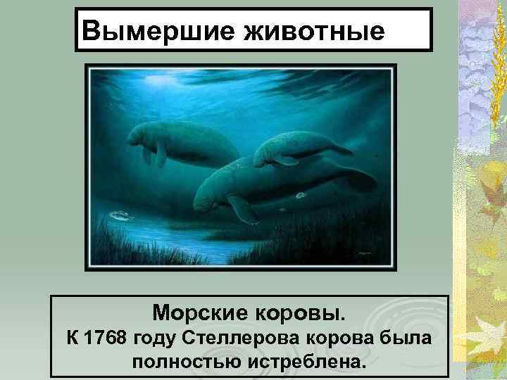 Вымершие животные Морские коровы. К 1768 году Стеллерова корова была полностью истреблена. 