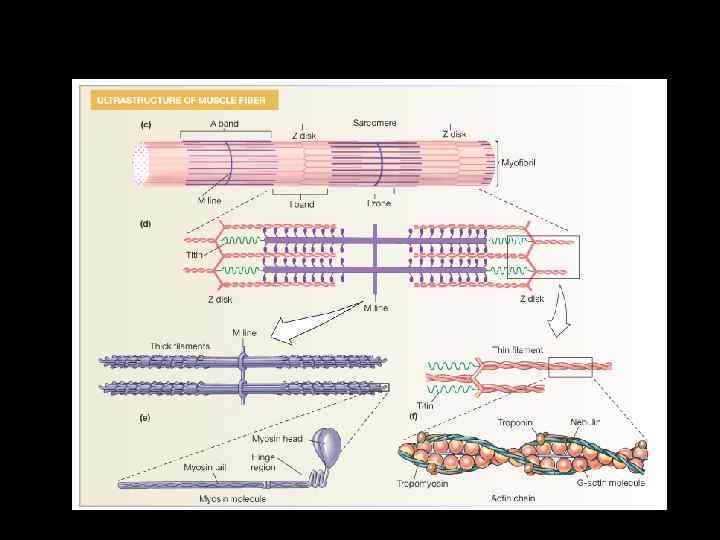 Механизм сокращений скелетных мышц Myofibrils: Site of Contraction Figure 12 -3 c-f: ANATOMY SUMMARY: