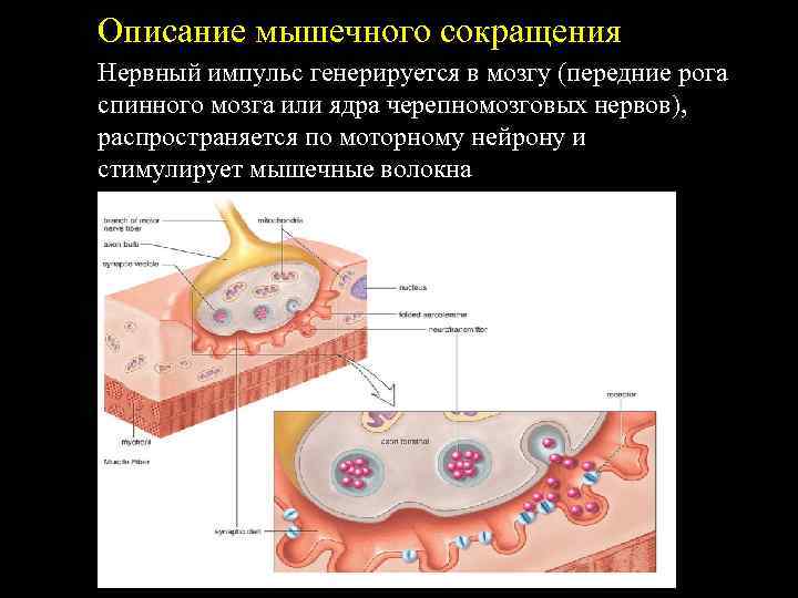 Описание мышечного сокращения. Нервный импульс генерируется в мозгу (передние рога спинного мозга или ядра