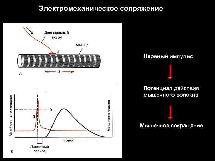 Электромеханическое сопряжение Нервный импульс Потенциал действия мышечного волокна Мышечное сокращение 