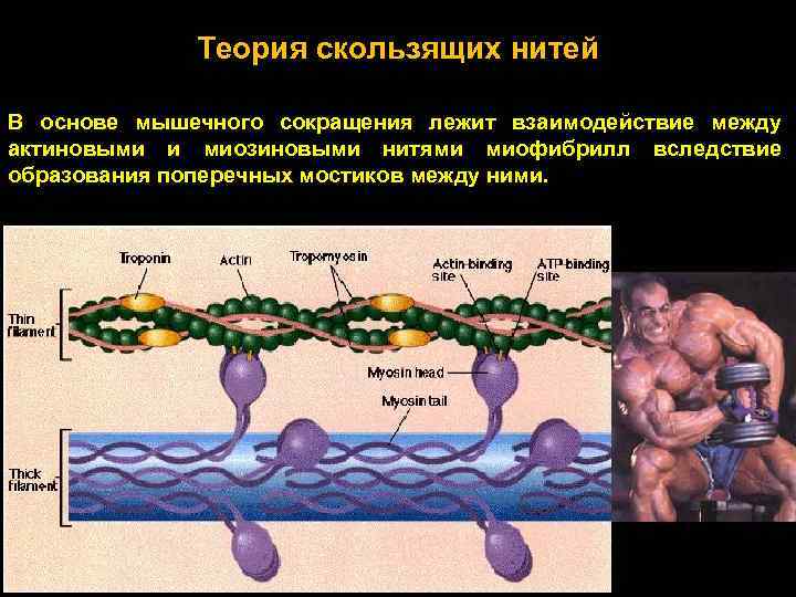  Теория скользящих нитей В основе мышечного сокращения лежит взаимодействие между актиновыми и миозиновыми