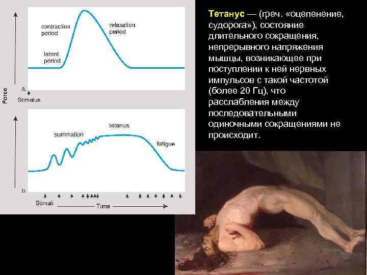 Тетанус — (греч. «оцепенение, судорога» ), состояние длительного сокращения, непрерывного напряжения мышцы, возникающее при