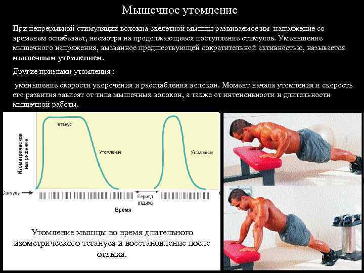  Мышечное утомление При непрерывной стимуляции волокна скелетной мышцы развиваемое им напряжение со временем