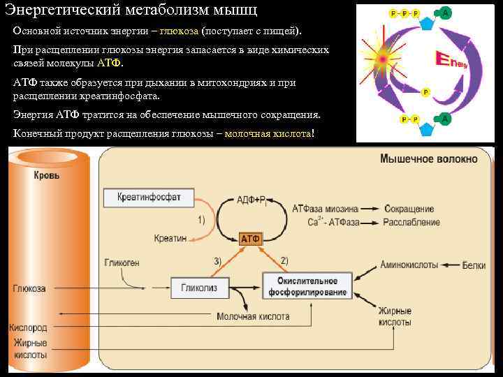 Энергетический метаболизм мышц Основной источник энергии – глюкоза (поступает с пищей). При расщеплении глюкозы