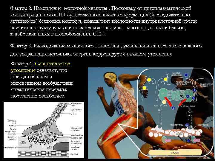 Фактор 2. Накопление молочной кислоты. Поскольку от цитоплазматической концентрации ионов Н+ существенно зависит конформация