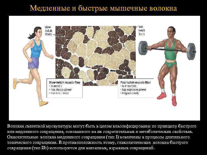  Медленные и быстрые мышечные волокна Волокна скелетной мускулатуры могут быть в целом классифицированы