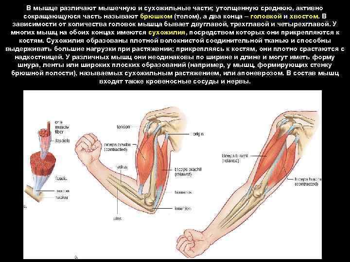  В мышце различают мышечную и сухожильные части; утолщенную среднюю, активно сокращающуюся часть называют