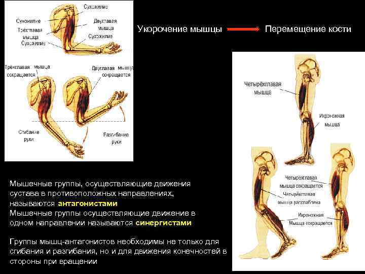  Укорочение мышцы Перемещение кости Мышечные группы, осуществляющие движения сустава в противоположных направлениях, называются