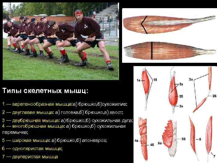 Типы скелетных мышц: 1 — веретенообразная мышца: а) брюшко, б)сухожилие; 2 — двуглавая мышца: