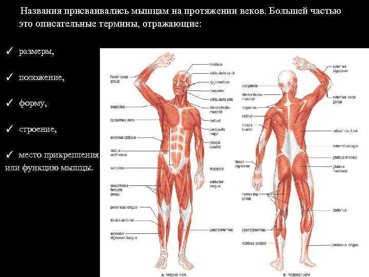  Названия присваивались мышцам на протяжении веков. Большей частью это описательные термины, отражающие: ✓