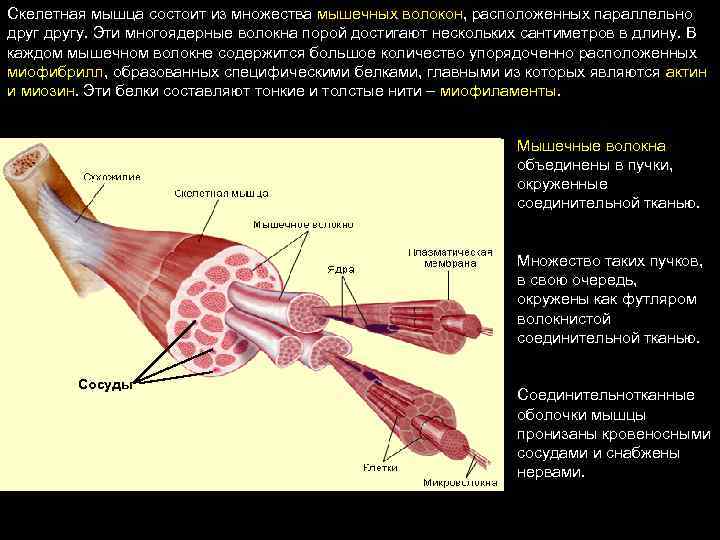 Скелетная мышца состоит из множества мышечных волокон, расположенных параллельно другу. Эти многоядерные волокна порой