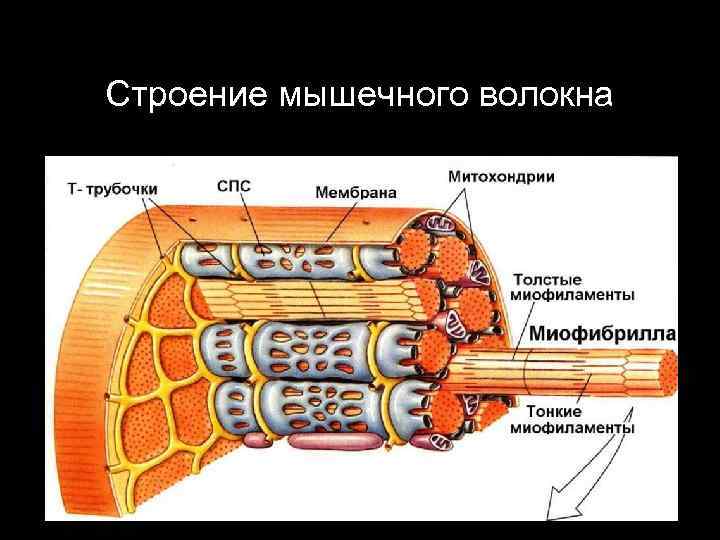 Строение мышечного волокна 