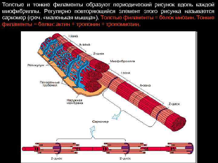 Толстые и тонкие филаменты образуют периодический рисунок вдоль каждой миофибриллы. Регулярно повторяющийся элемент этого