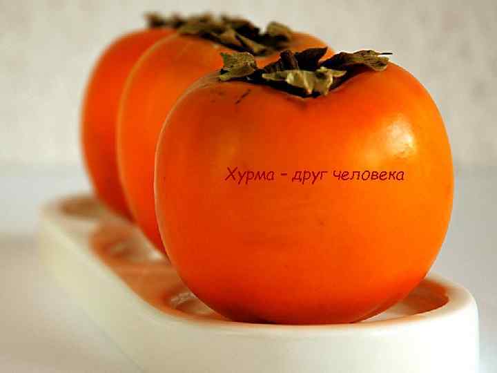 Введение n n Объявите цель доклада Представьтесь Хурма – друг человека 