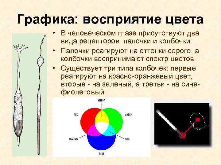 Графика: восприятие цвета • В человеческом глазе присутствуют два вида рецепторов: палочки и колбочки.