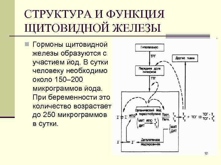 СТРУКТУРА И ФУНКЦИЯ ЩИТОВИДНОЙ ЖЕЛЕЗЫ n Гормоны щитовидной железы образуются с участием йод. В