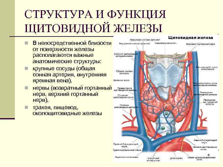 Щитовидная железа биология 8. Щитовидная железа местоположение строение функции гормоны. Щитовидная железа анатомия функции. Внешнее строение щитовидной железы. Щитовидная железа вид спереди.