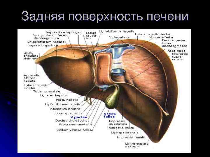 Задняя поверхность печени 