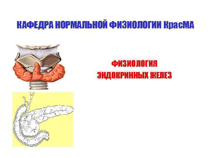 КАФЕДРА НОРМАЛЬНОЙ ФИЗИОЛОГИИ Крас. МА    ФИЗИОЛОГИЯ   ЭНДОКРИННЫХ ЖЕЛЕЗ 