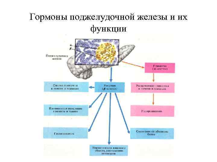 Гормоны поджелудочной железы и их   функции 